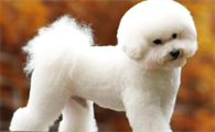 比熊犬肚皮长黑色大块斑怎么回事
