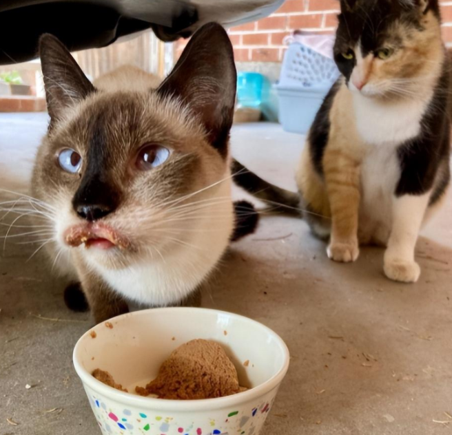 捡到一只斗鸡眼又香肠嘴的猫猫,养着养着…它是整容了吗? 捡到一只斗鸡眼又香肠嘴的猫猫,养着养着…它是整容了吗?