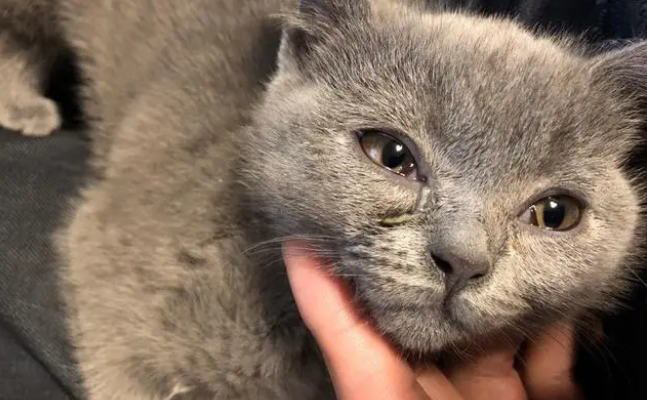 小猫咪眼睛上有很多眼屎这是怎么回事啊