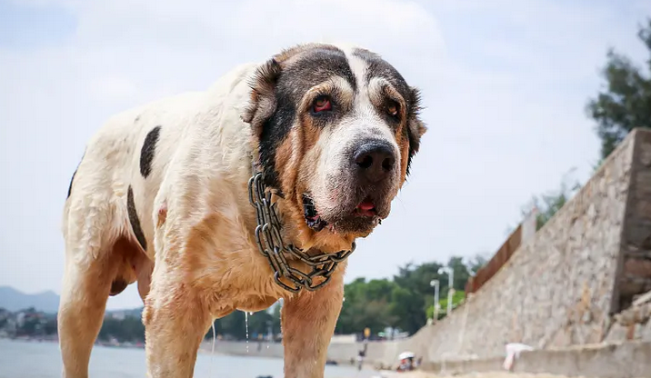 高加索犬和中亚犬哪个好养