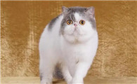 一只小猫大概多少钱