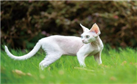 德文猫让我彻底讨厌猫了