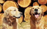 金毛犬怎么看纯不纯