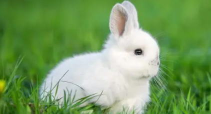 兔子可不可以吃韭菜