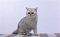 猫有眼屎是正常的吗