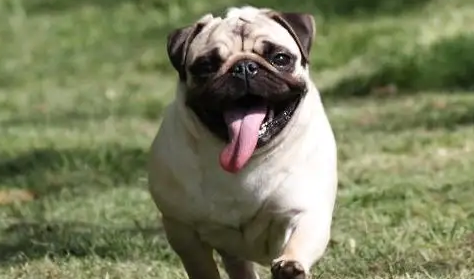巴哥犬指甲怎么剪