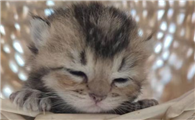 新生小猫肚子鼓死了