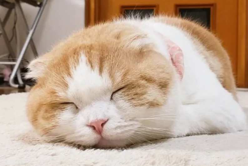 猫咪挨打了就乖乖睡觉了？