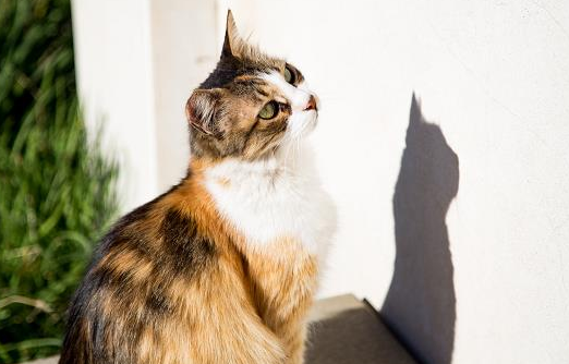 猫咪能直接吃三文鱼吗 猫咪能直接吃三文鱼吗