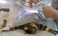 猫咪绝育一定要6斤以上吗