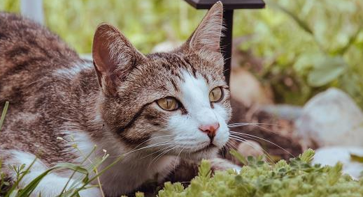 医用酒精对猫咪有害处吗