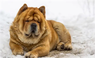 哪里可以买到松狮犬