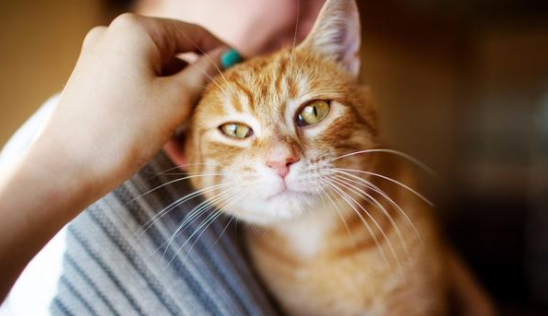 猫抑郁的原因及表现症状