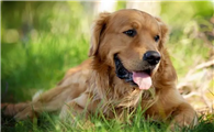 金毛犬吃什么食物最好