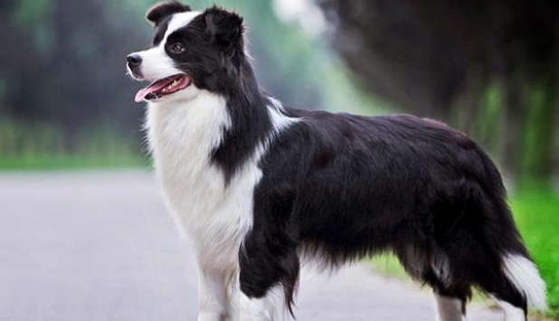 边境牧羊犬护主性强吗 边境牧羊犬护主性强吗
