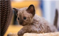 德文卷毛猫为啥不让抱