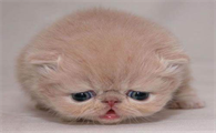 猫咪肠胃炎好转的表现