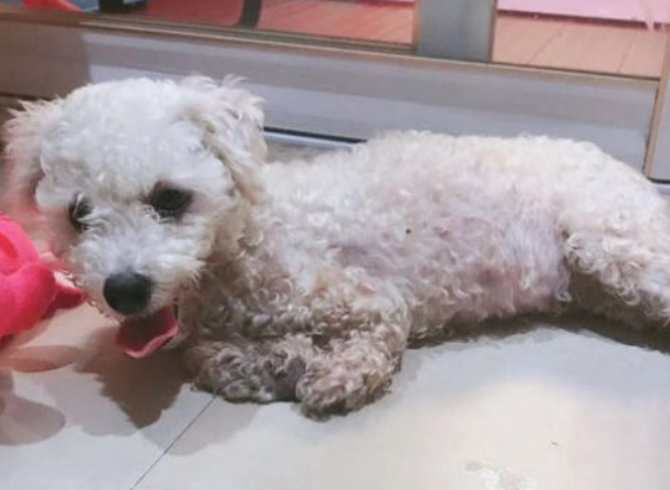 主人被自家宠物狗严重咬伤怎么办