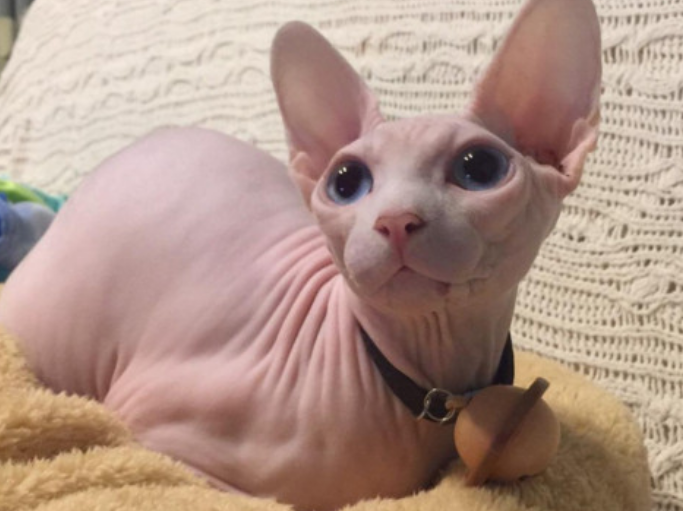 比鲁斯猫大概多钱一只