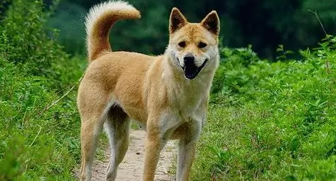 土狗从来不驱虫为啥没事