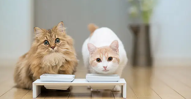 猫可以喝藿香正气水吗 猫可以喝藿香正气水吗