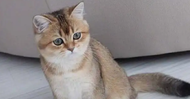 猫咬自己的脚指甲是怎么回事 猫咬自己的脚指甲是怎么回事