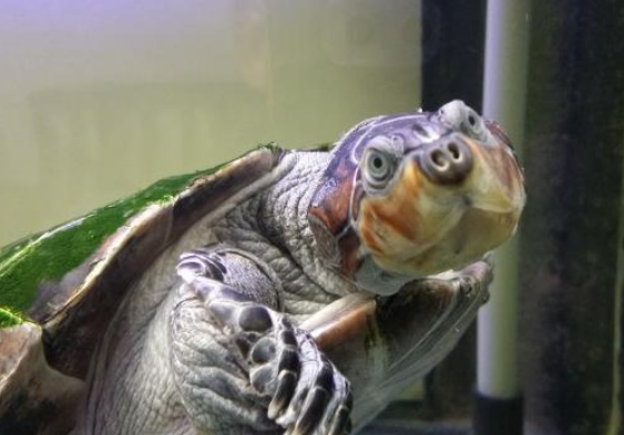 黄头侧颈龟是二级保护动物吗 黄头侧颈龟是二级保护动物吗