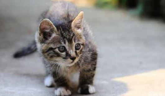 猫是不是天生就会游泳