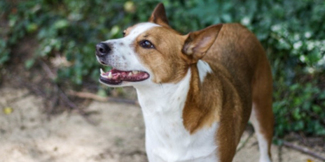 中华犬和中华田园犬是一个品种吗?