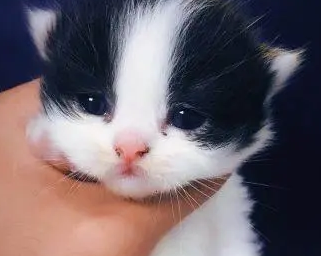美国短毛猫挑选指南——认准这几点,帮您敲定心仪的主子 美国短毛猫挑选指南——认准这几点,帮您敲定心仪的主子