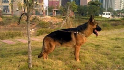 德国牧羊犬最怕什么