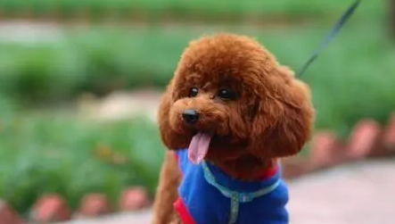 泰迪狗狗六岁牙齿就掉了怎么办