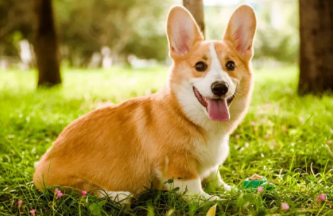 快来看看柯基属于什么体型的犬种？