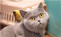 猫不好好吃饭是什么原因造成的