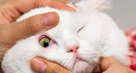 猫咪眼睛红肿流泪睁不开怎么办啊 猫咪眼睛红肿流泪睁不开怎么办啊