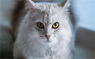 猫三联在常温下几个小时会失效吗