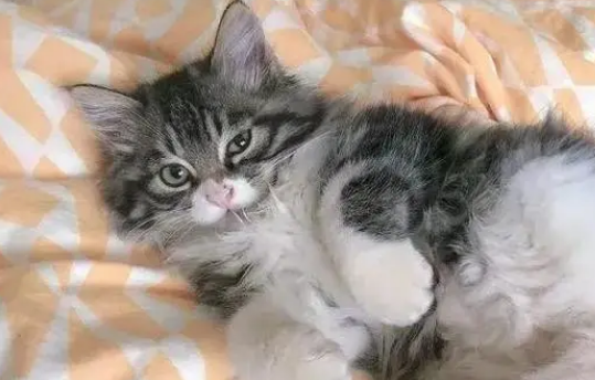 安哥拉猫和土猫杂交长啥样