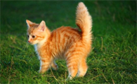 猫后腰两侧凹陷但是肚子大怎么回事