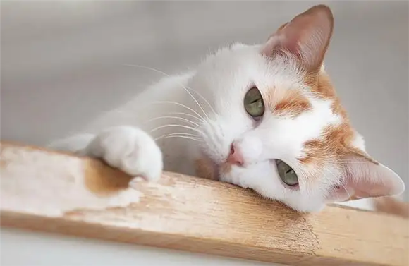 病猫,网上买到病猫,买到病猫怎么投诉 病猫,网上买到病猫,买到病猫怎么投诉