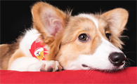怎么从耳朵分辨柴犬和土狗
