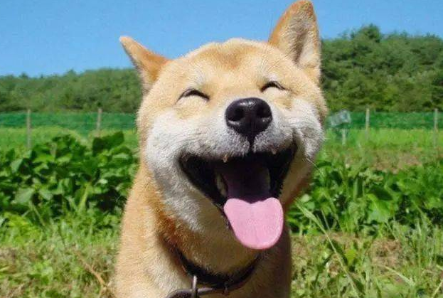 柴犬这四个缺点你能接受吗 柴犬这四个缺点你能接受吗