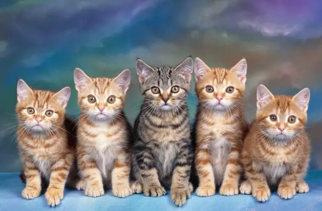 刚生的小猫不吃奶是怎么回事儿