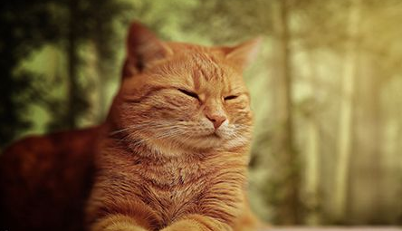 猫咪脚扭伤了一般多长时间才能好