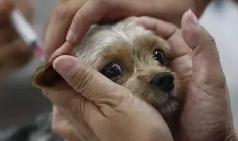 狗狗天生就携带狂犬病毒吗 狗狗天生就携带狂犬病毒吗