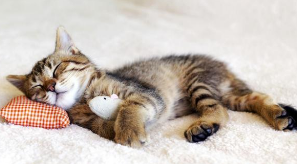 猫死后几个小时会有细菌