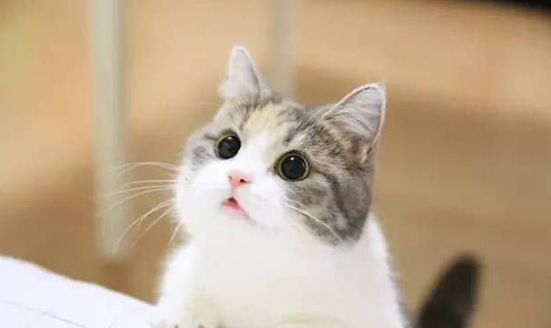 猫咪乳糖不耐受症状有哪些 猫咪乳糖不耐受症状有哪些