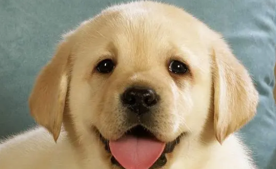 狗狗在哺乳期可以吃驱虫药吗