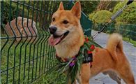 柴犬发腮吗,柴犬发腮在几个月