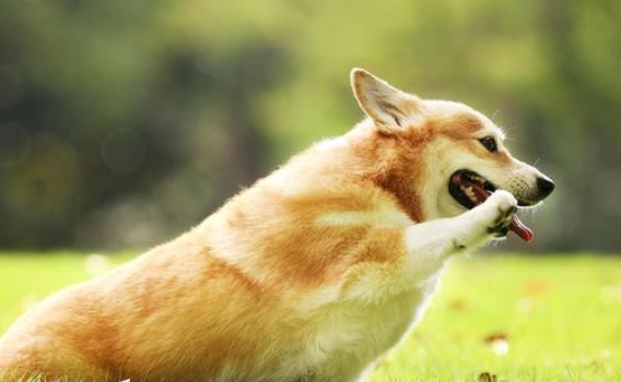 柯基犬适合小孩子养吗