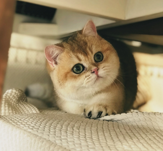 金渐层是英短猫吗 金渐层是英短猫吗